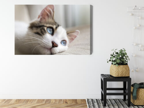 Obraz na płótnie Zwierzęta Kot z niebieskimi oczami Premium Canvas - obrazek 8
