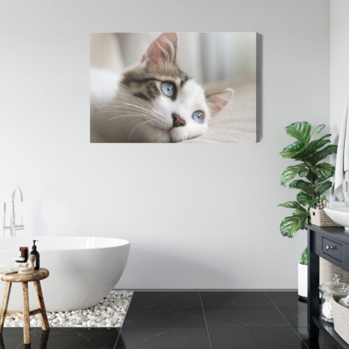 Obraz na płótnie Zwierzęta Kot z niebieskimi oczami Premium Canvas - obrazek 5