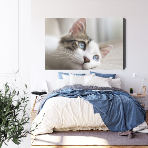 Obraz na płótnie Zwierzęta Kot z niebieskimi oczami Premium Canvas - obrazek 3