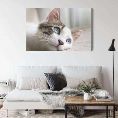 Obraz na płótnie Zwierzęta Kot z niebieskimi oczami Premium Canvas - obrazek 4