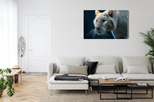 Obraz na płótnie Zwierzęta Biały tygrys Premium Canvas - obrazek 6
