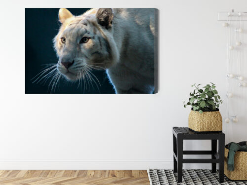 Obraz na płótnie Zwierzęta Biały tygrys Premium Canvas - obrazek 8