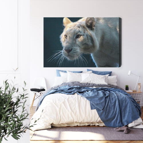 Obraz na płótnie Zwierzęta Biały tygrys Premium Canvas - obrazek 3