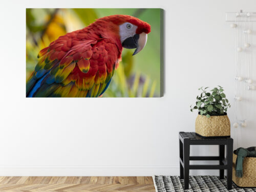 Obraz na płótnie Zwierzęta Ara czerwona Premium Canvas - obrazek 8