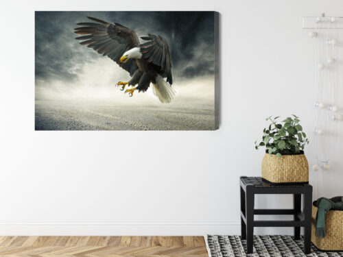 Obraz na płótnie Zwierzęta Bielik w locie Premium Canvas - obrazek 8