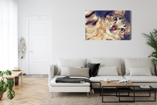 Obraz na płótnie Zwierzęta Leżący kot Premium Canvas - obrazek 6