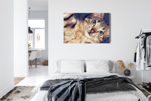 Obraz na płótnie Zwierzęta Leżący kot Premium Canvas - obrazek 7