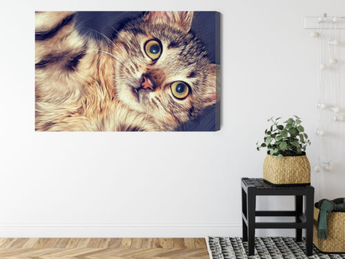 Obraz na płótnie Zwierzęta Leżący kot Premium Canvas - obrazek 8