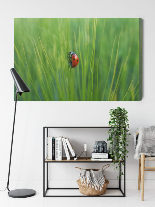 Obraz na płótnie Biedronka w trawie przyrodniczy Natura z bliska Premium Canvas - obrazek 9