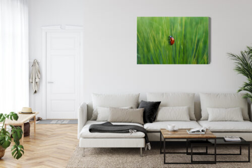 Obraz na płótnie Biedronka w trawie przyrodniczy Natura z bliska Premium Canvas - obrazek 6