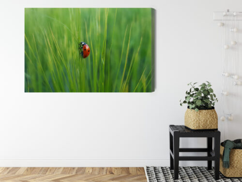 Obraz na płótnie Biedronka w trawie przyrodniczy Natura z bliska Premium Canvas - obrazek 8
