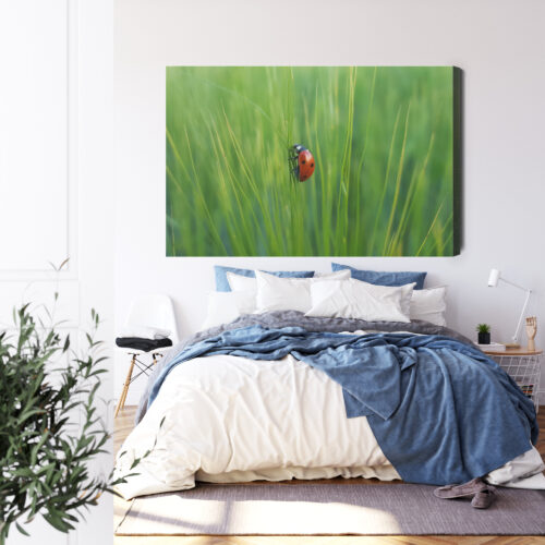 Obraz na płótnie Biedronka w trawie przyrodniczy Natura z bliska Premium Canvas - obrazek 3