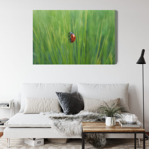 Obraz na płótnie Biedronka w trawie przyrodniczy Natura z bliska Premium Canvas - obrazek 4