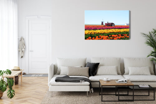 Obraz na płótnie Natura Traktor w polu tulipanów Premium Canvas - obrazek 6