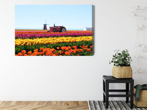 Obraz na płótnie Natura Traktor w polu tulipanów Premium Canvas - obrazek 8