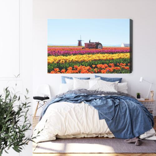 Obraz na płótnie Natura Traktor w polu tulipanów Premium Canvas - obrazek 3