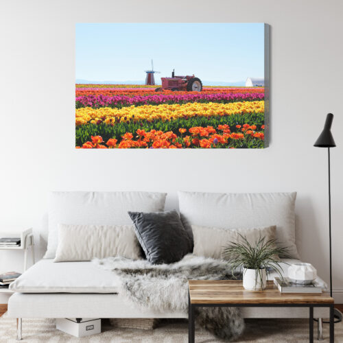 Obraz na płótnie Natura Traktor w polu tulipanów Premium Canvas - obrazek 4