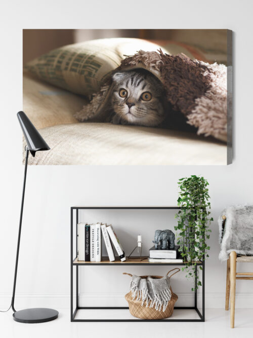 Obraz na płótnie Zwierzęta Kot pod kocem Premium Canvas - obrazek 9