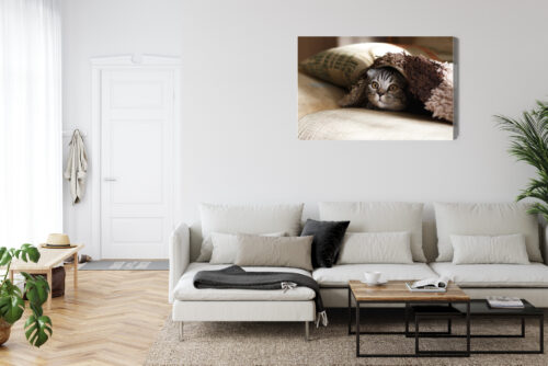 Obraz na płótnie Zwierzęta Kot pod kocem Premium Canvas - obrazek 6