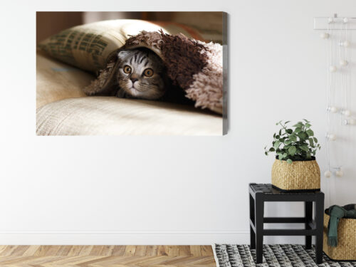 Obraz na płótnie Zwierzęta Kot pod kocem Premium Canvas - obrazek 8