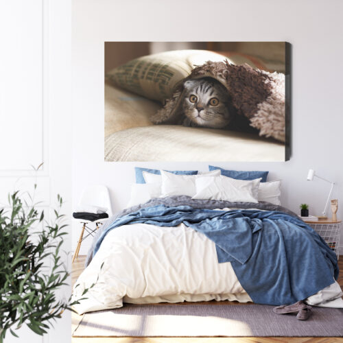 Obraz na płótnie Zwierzęta Kot pod kocem Premium Canvas - obrazek 3