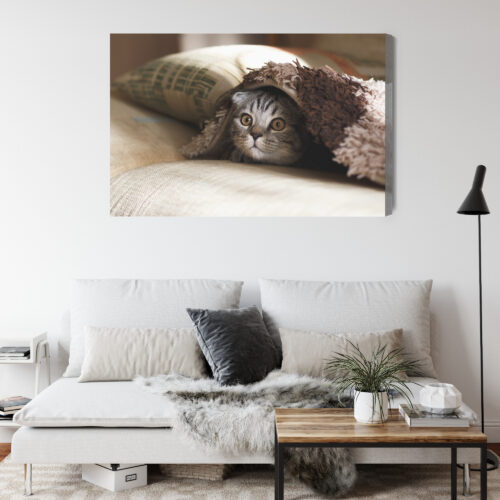 Obraz na płótnie Zwierzęta Kot pod kocem Premium Canvas - obrazek 4