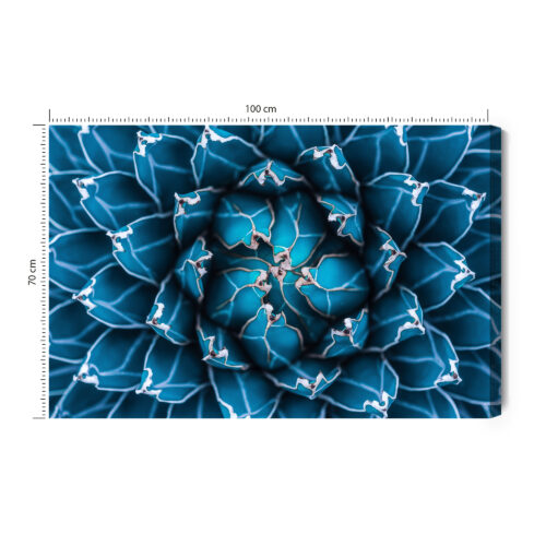 Obraz na płótnie Natura Symetryczna agawa z góry Premium Canvas