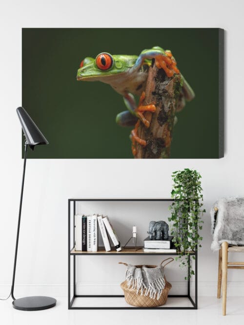 Obraz na płótnie Zwierzęta Tropikalna żaba Premium Canvas - obrazek 9