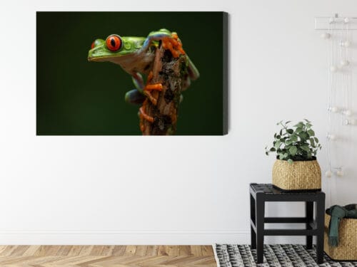 Obraz na płótnie Zwierzęta Tropikalna żaba Premium Canvas - obrazek 8