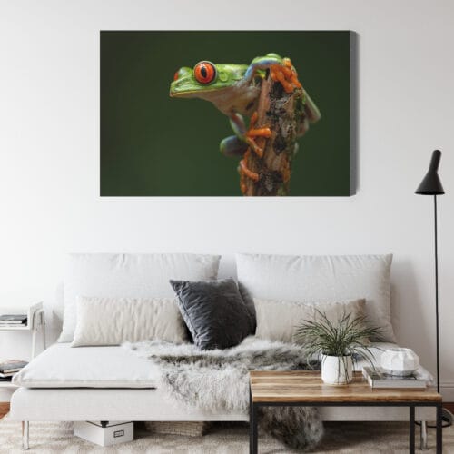 Obraz na płótnie Zwierzęta Tropikalna żaba Premium Canvas - obrazek 4