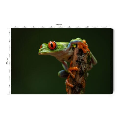 Obraz na płótnie Zwierzęta Tropikalna żaba Premium Canvas