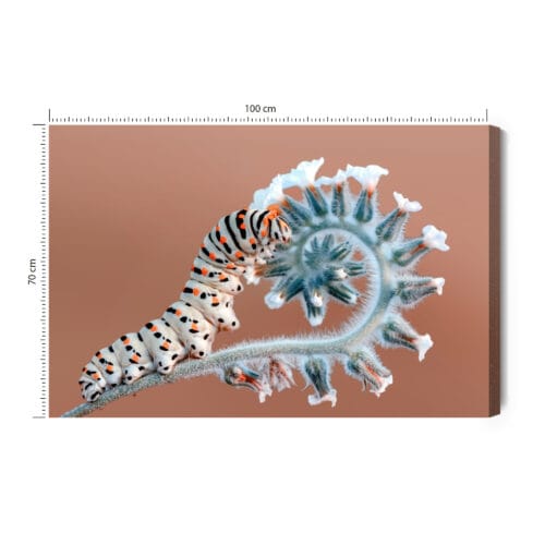 Obraz na płótnie Natura Gąsienica na roślinie Premium Canvas