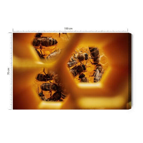 Obraz na płótnie Natura Pszczoły w plastrze Premium Canvas