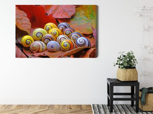Obraz na płótnie Natura Muszle na liściach Premium Canvas - obrazek 8