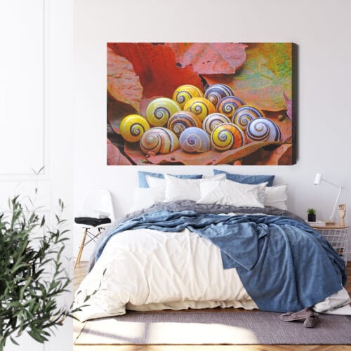 Obraz na płótnie Natura Muszle na liściach Premium Canvas - obrazek 3
