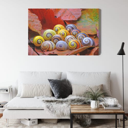 Obraz na płótnie Natura Muszle na liściach Premium Canvas - obrazek 4