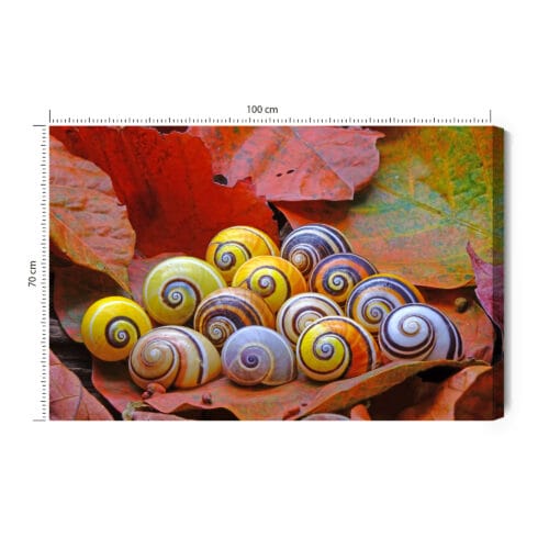 Obraz na płótnie Natura Muszle na liściach Premium Canvas