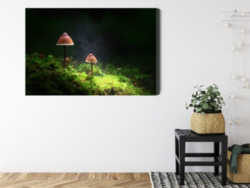 Obraz na płótnie Natura Dwa grzyby w lesie Premium Canvas - obrazek 8