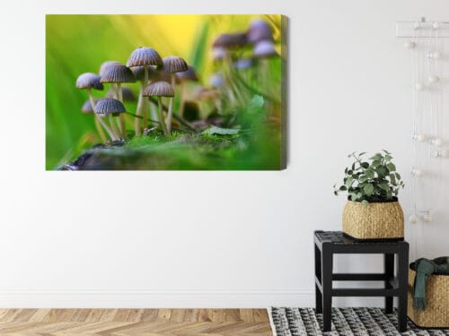 Obraz na płótnie Natura Grzyby w zielonym lesie Premium Canvas - obrazek 8