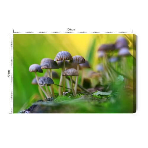 Obraz na płótnie Natura Grzyby w zielonym lesie Premium Canvas