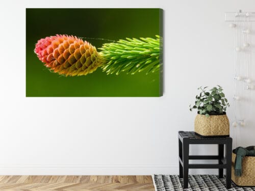 Obraz na płótnie Natura Szyszka na zielonej gałęzi świerku Premium Canvas - obrazek 8