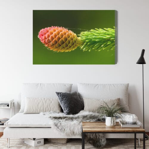 Obraz na płótnie Natura Szyszka na zielonej gałęzi świerku Premium Canvas - obrazek 4