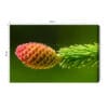 Obraz na płótnie Natura Szyszka na zielonej gałęzi świerku Premium Canvas