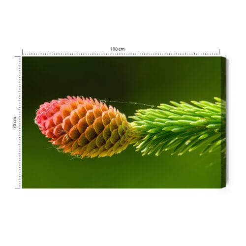 Obraz na płótnie Natura Szyszka na zielonej gałęzi świerku Premium Canvas