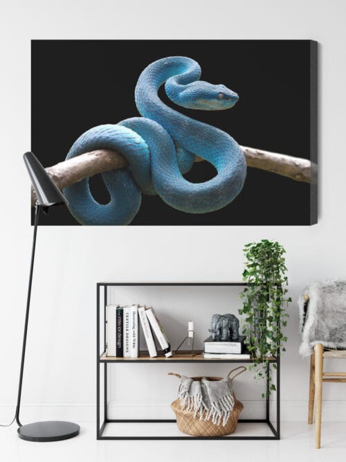 Obraz na płótnie Zwierzęta Niebieski wąż Premium Canvas - obrazek 9