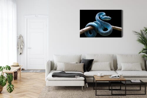 Obraz na płótnie Zwierzęta Niebieski wąż Premium Canvas - obrazek 6