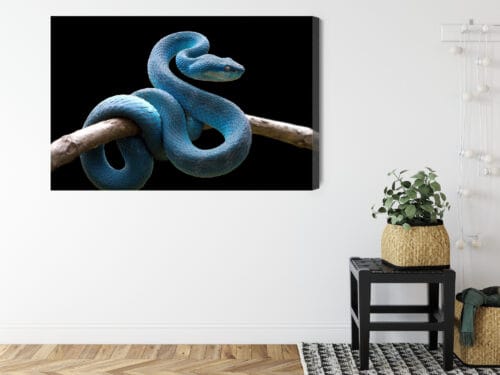 Obraz na płótnie Zwierzęta Niebieski wąż Premium Canvas - obrazek 8