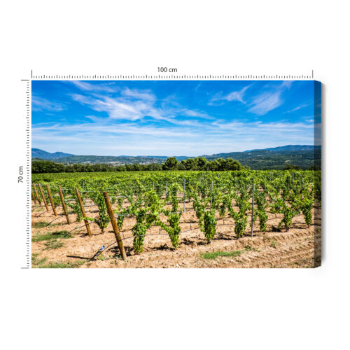 Obraz na płótnie Winnica w słońcu fotograficzny Krajobraz letni  Premium Canvas