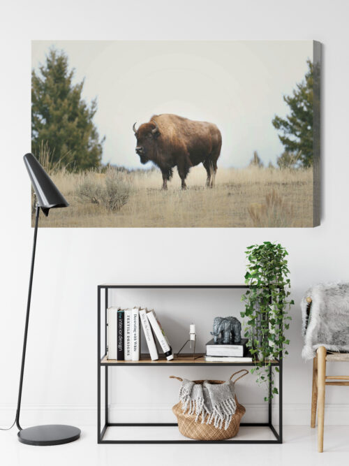 Obraz na płótnie Zwierzęta Bizon na prerii Premium Canvas - obrazek 9
