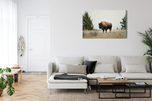 Obraz na płótnie Zwierzęta Bizon na prerii Premium Canvas - obrazek 6